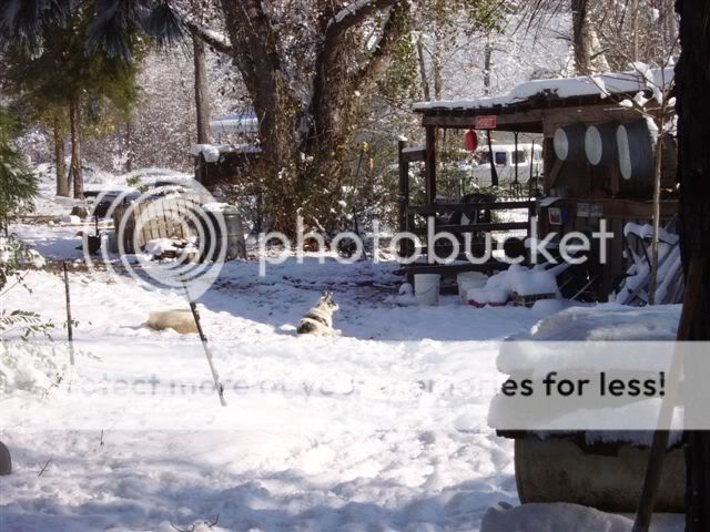 snowfeb2010026.jpg