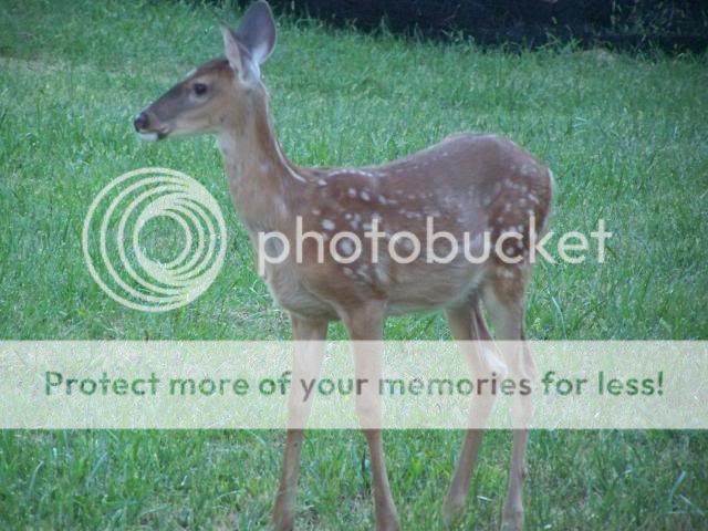 deer2010002.jpg