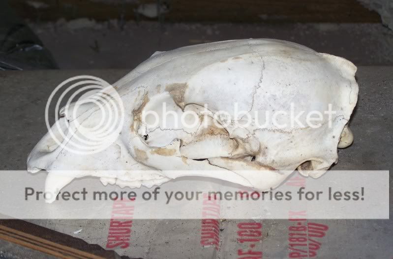 fossils1.jpg