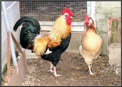 gallina%20mallorquina.jpg