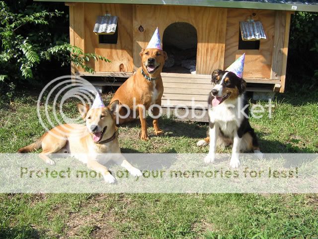 bdaydogs-1.jpg