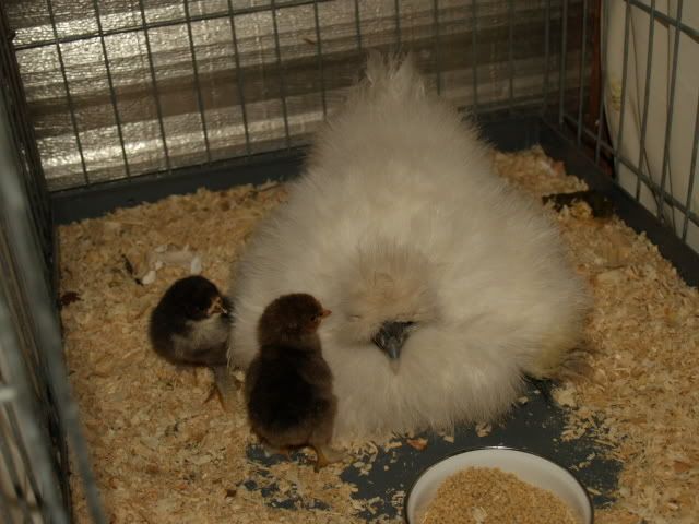 hen1.jpg