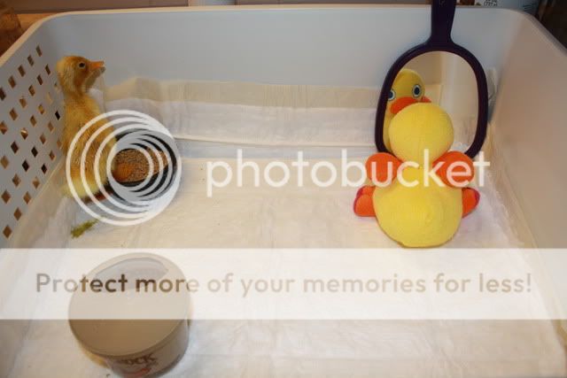 1stduckling005-1.jpg