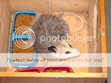 possum2.jpg