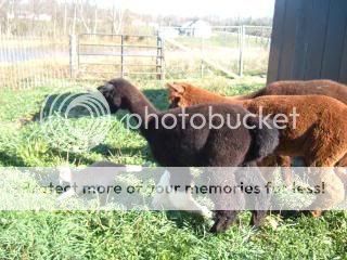 MYALPACAS11-09034.jpg