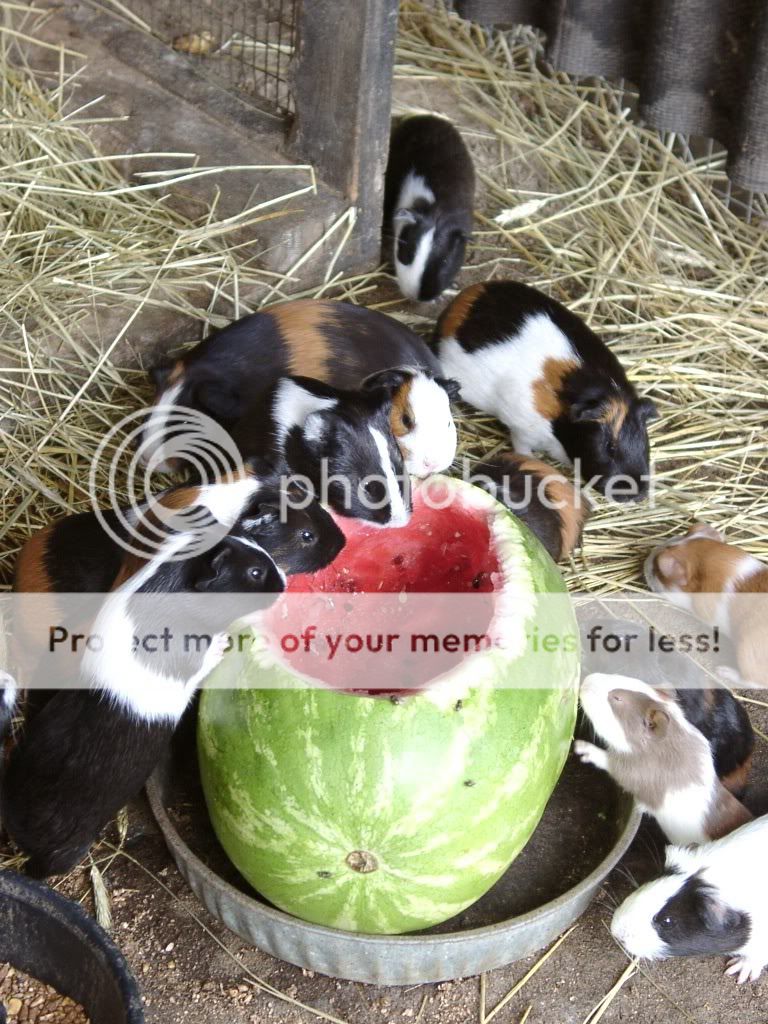guineapigsandwatermellon.jpg