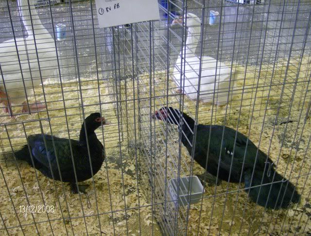 StocktonShow1-12-08053.jpg