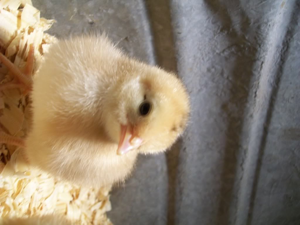 chicks2026.jpg