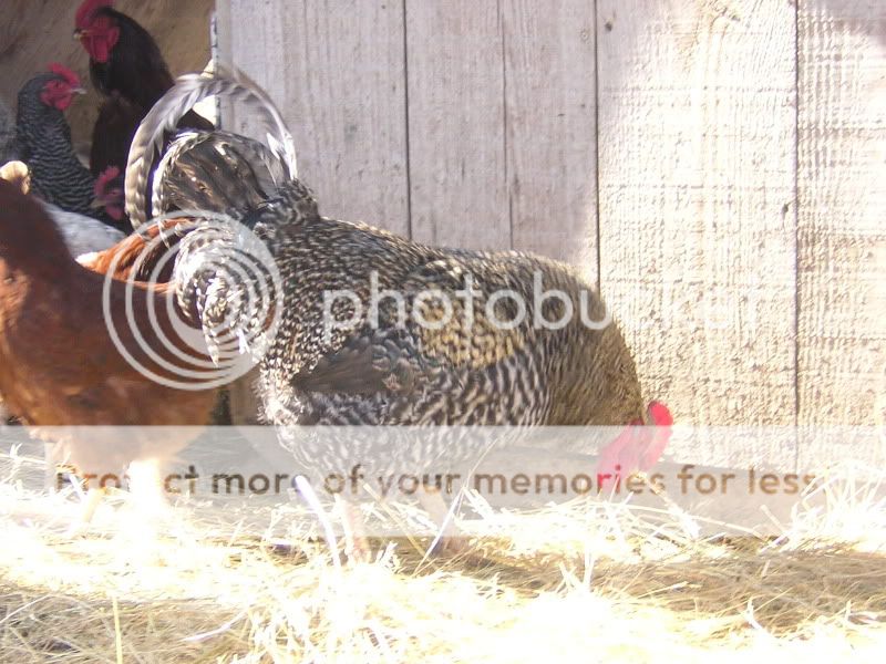 AnderbergsEggsandchickens008.jpg