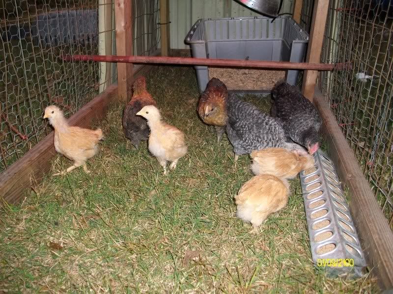 BuffChicks003.jpg