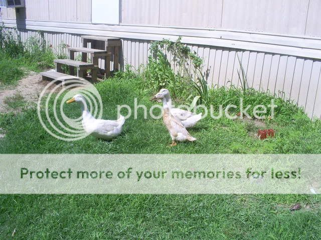 animals087.jpg