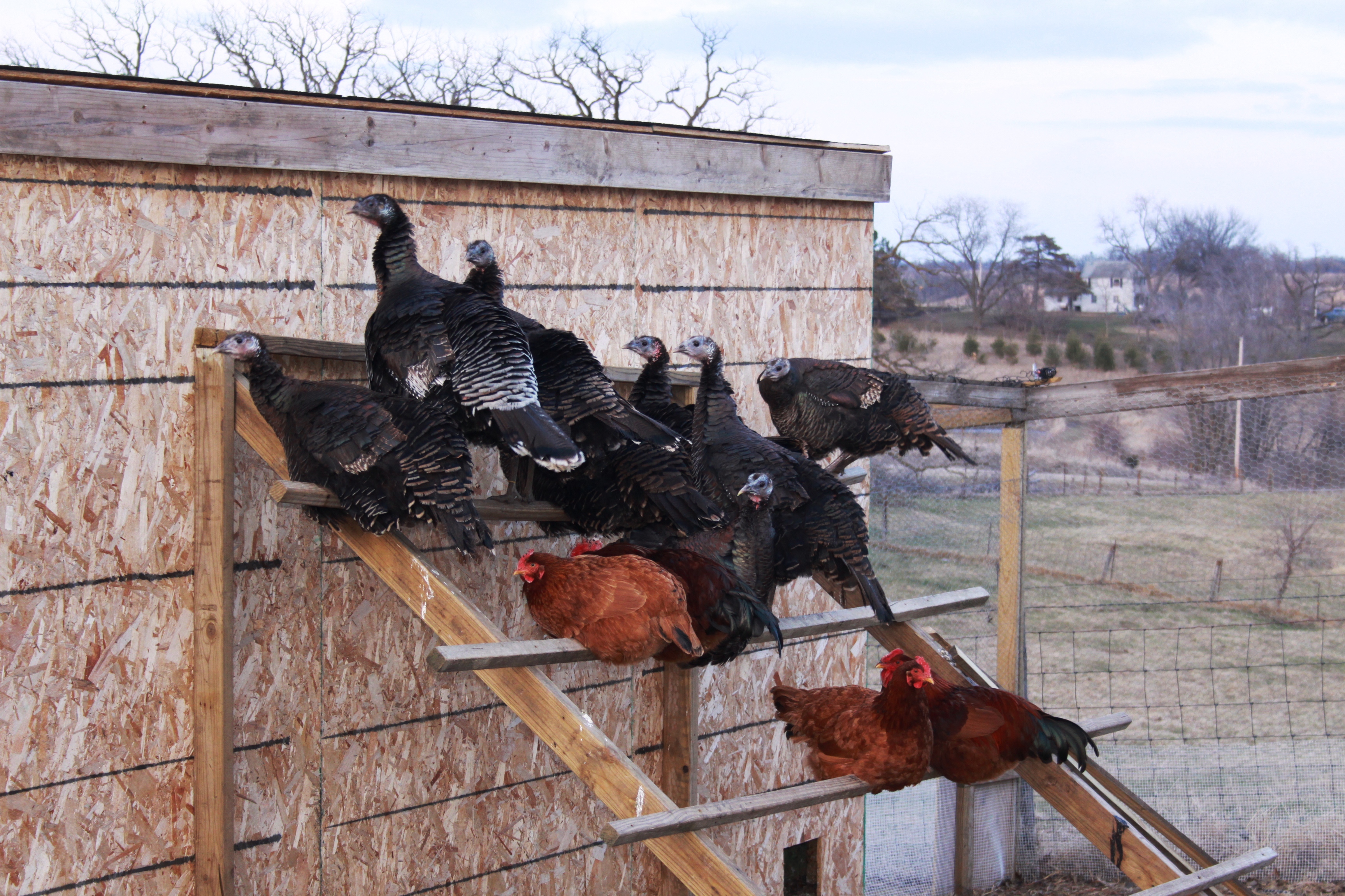 roosting.jpg