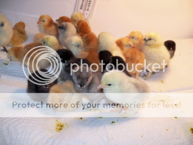 chicks028.jpg