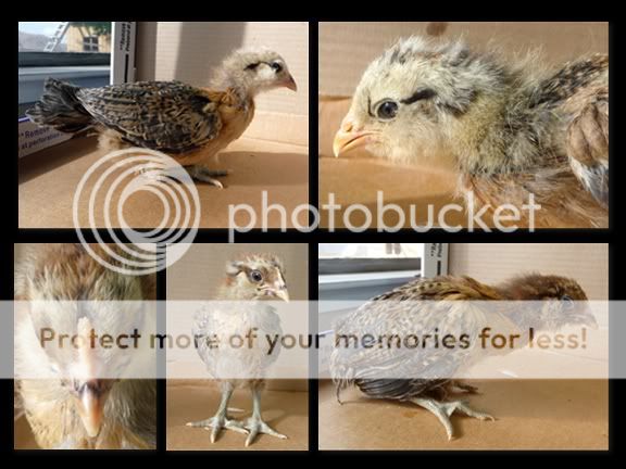 chickenmontage-Page012.jpg