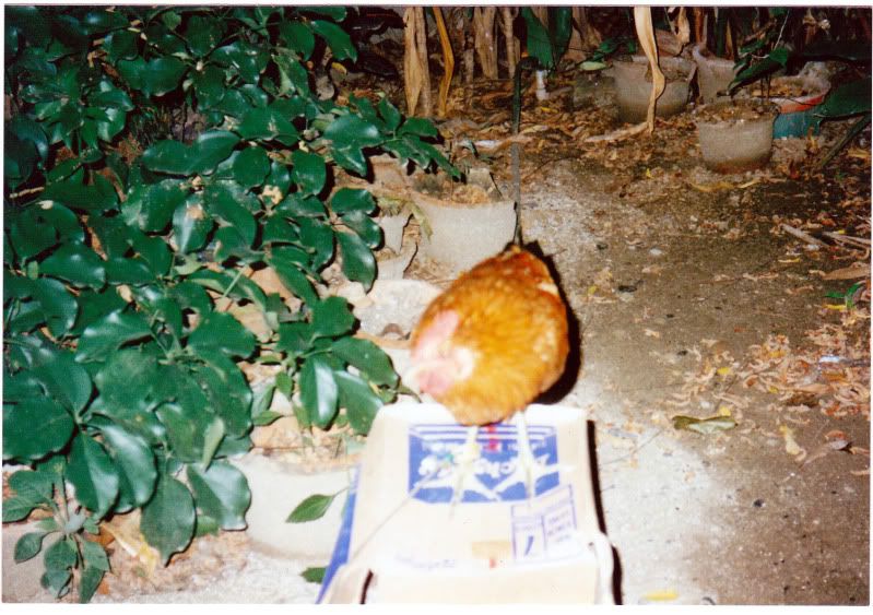 ChickenFront.jpg
