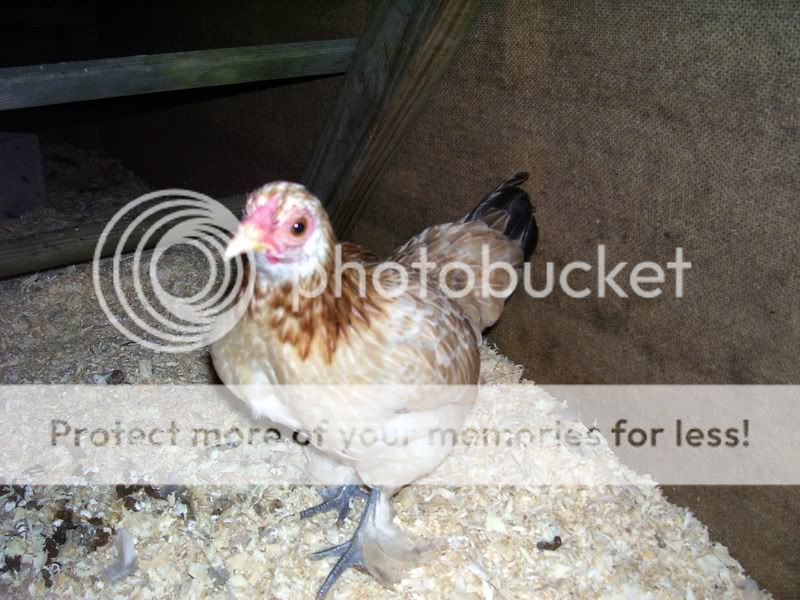 Chicks036-1.jpg