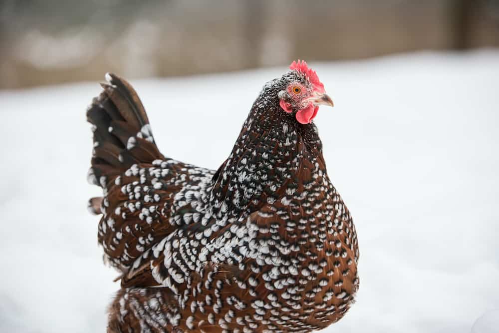 Speckled Sussex Chicken: A Chicken Breed for Meat and Eggs