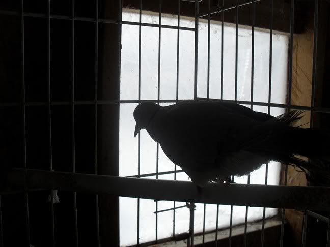 bunniesdoves2010.jpg
