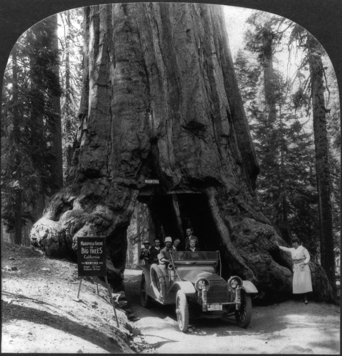 Wawona_tree1.jpg