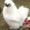 900x900px-LL-a69c0985_whiteroo1.jpeg