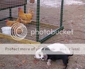 puppy01.jpg