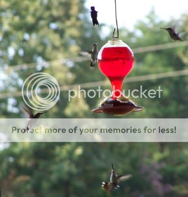 Hummingbirds07-17-2010.jpg