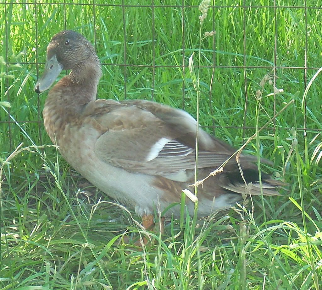 DSCN1579.jpg