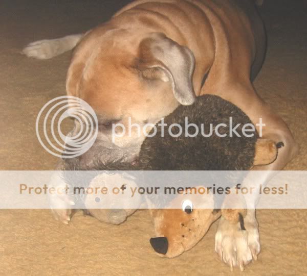 8710TwoHedgehogs02email.jpg
