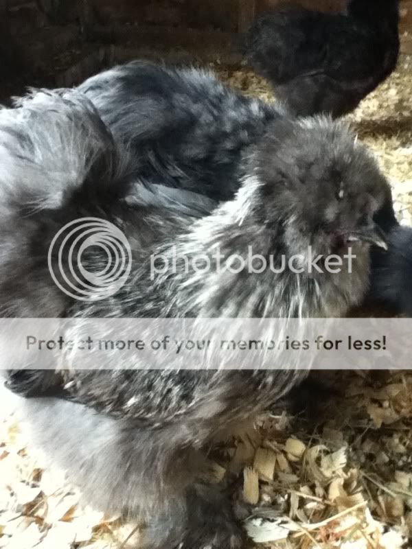 iPodpictures6-17-114-h416.jpg