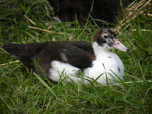 DSCN3525.JPG