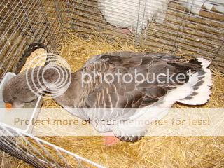 DSC06383.jpg