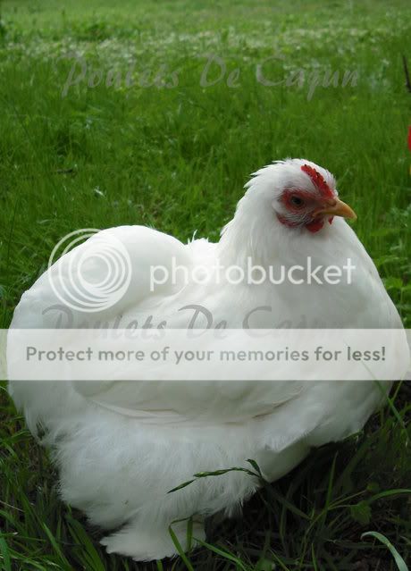 CochinHen2.jpg