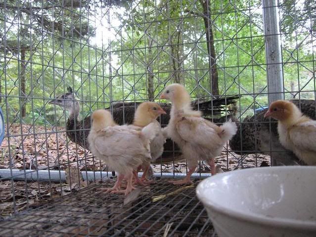 Picture018.jpg