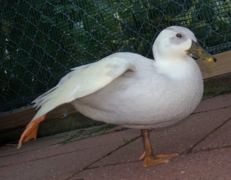 DSCN1387.jpg