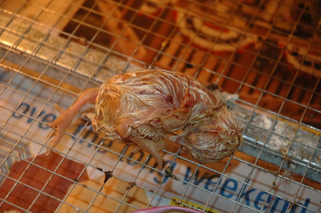 DSC_3639.jpg