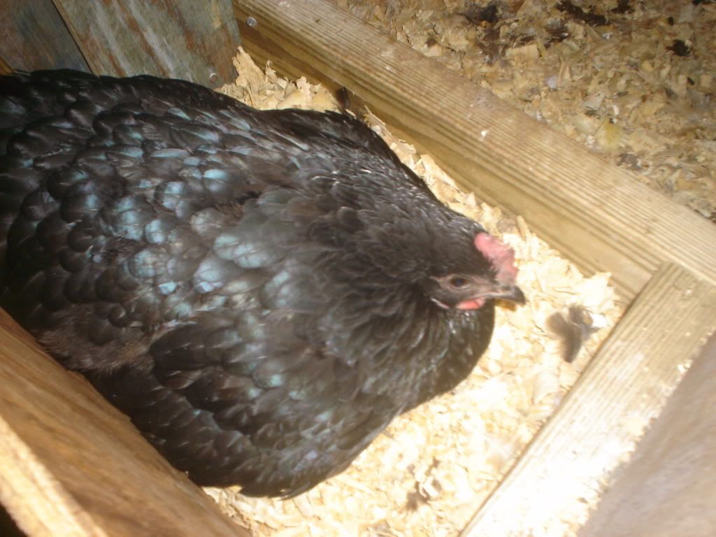 Broody Australorp Now Mother Hen Lots And Lots Of Pics