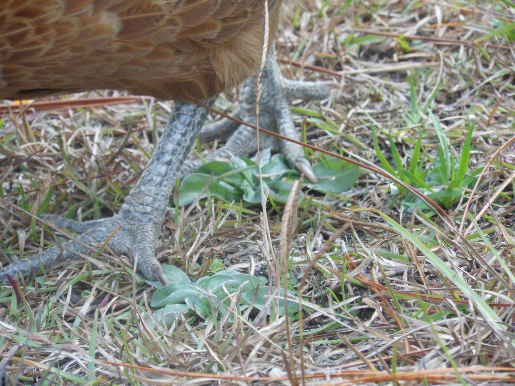 chicken_foots_by_fleabuskitty-d4kq193.jpg