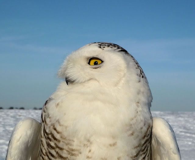 snowy_owl.jpg