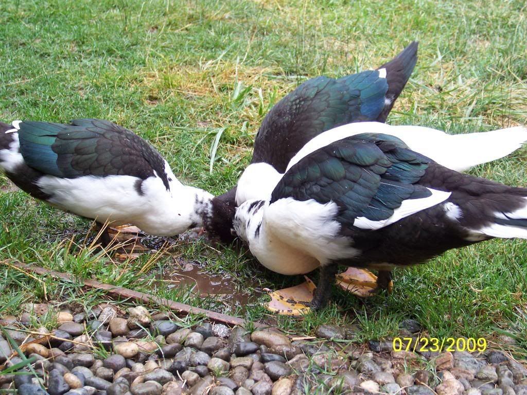 ducks1.jpg