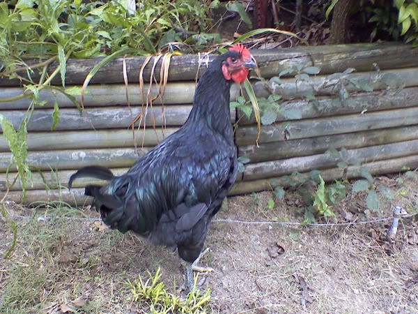 giantrooster2.jpg