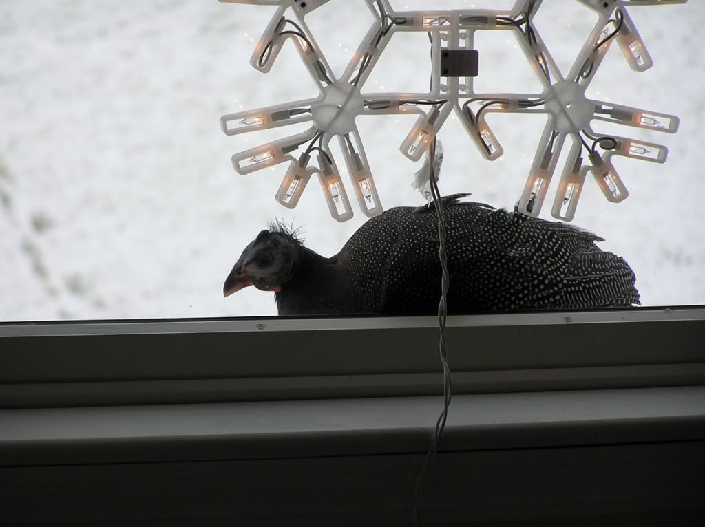 Christmaskeet.jpg