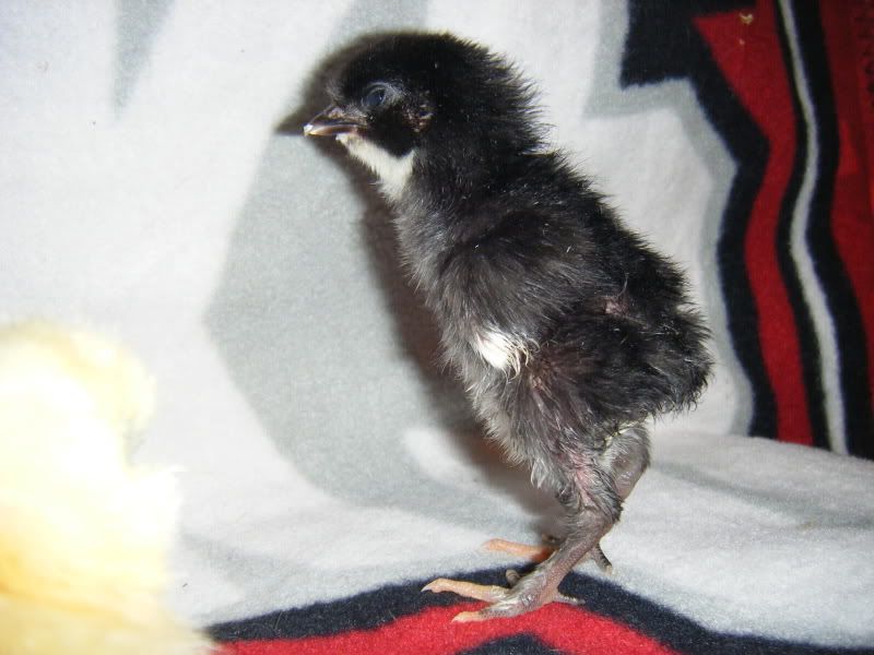 BabyChicks2017.jpg