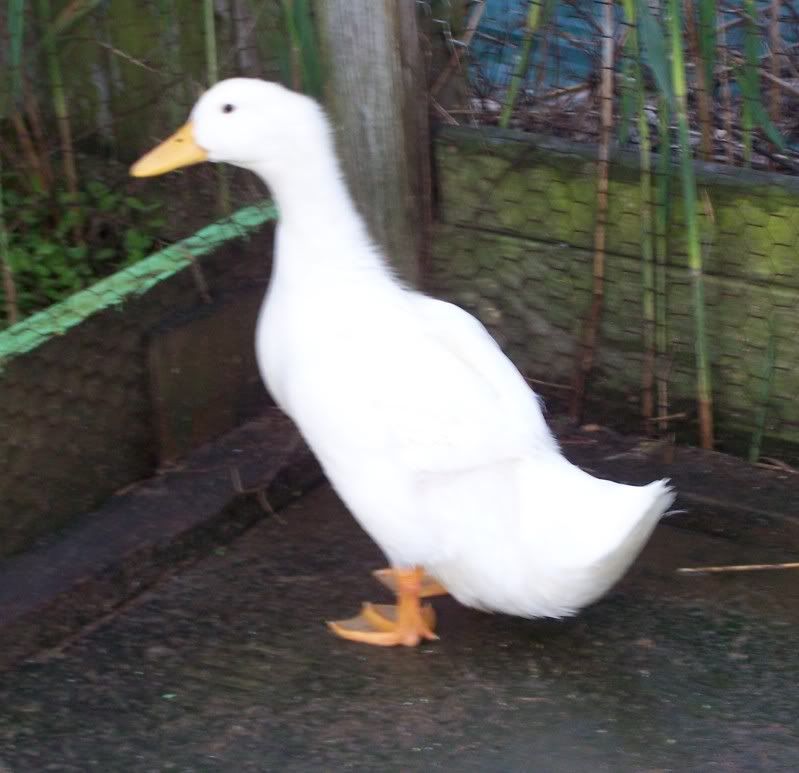 duckbuddy1.jpg