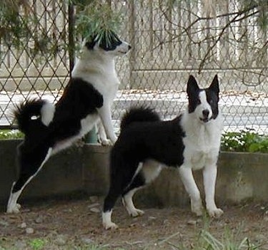 KarelianBearDog4.JPG
