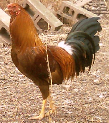 pumkinhatchspanishstag.jpg