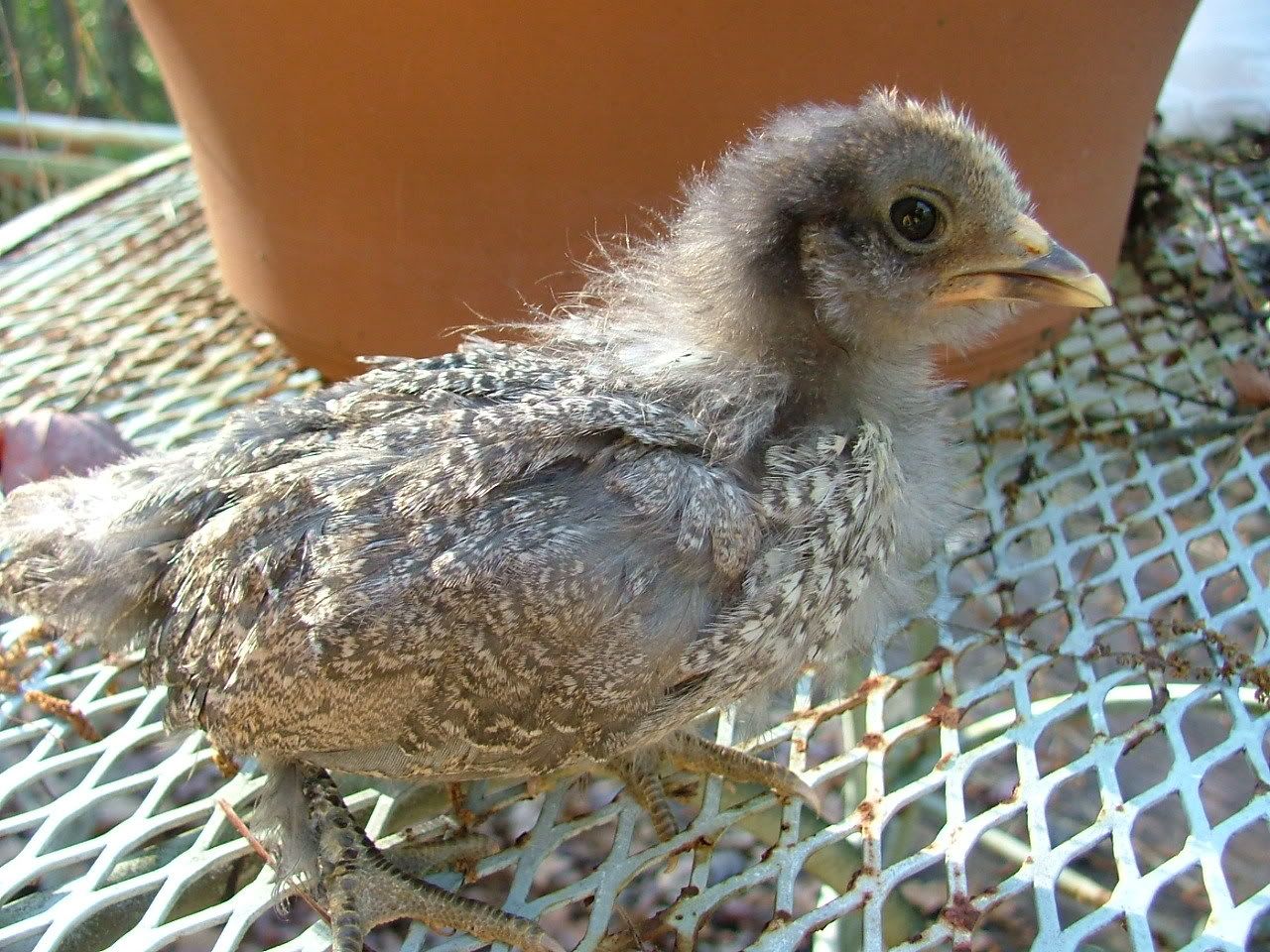 DSCF4634.jpg