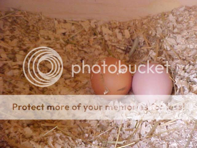 Nestwithshavings.jpg