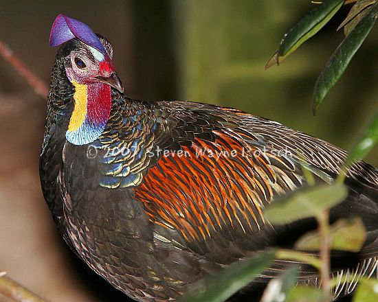 _mg_7991%20green%20junglefowl_std.jpg