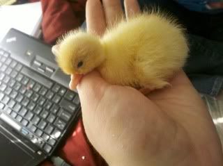 2011-05-09_16-36-53_875.jpg