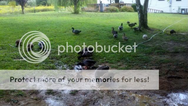 ducksmuddin1.jpg
